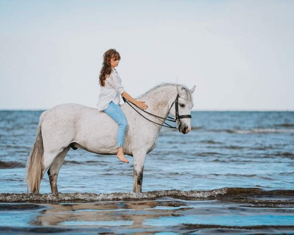 horse Merryhill's Samwise (Connemara Pony, 2004, from Golddigger Laddie 9 C)