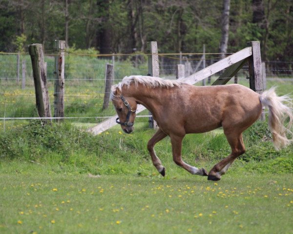 Dressurpferd Norbert (Deutsches Reitpony,  , von Fs Numero Uno)