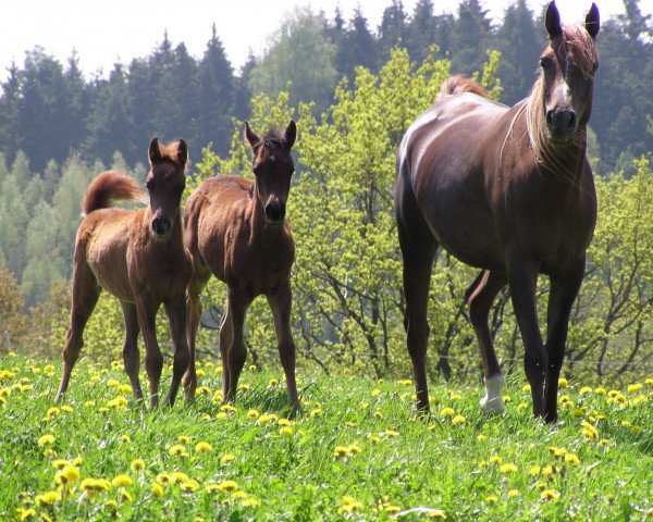 broodmare Kobana ox (Arabian thoroughbred,  , from Madallan Madheen EAO)