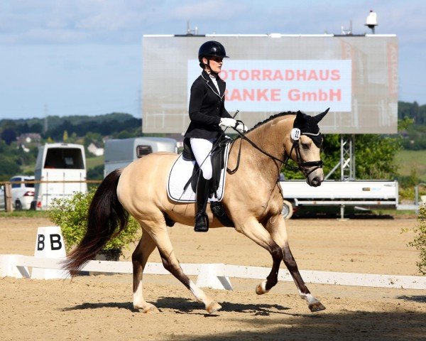 Dressurpferd Noble Passion AD (Deutsches Reitpony, 2020, von Notting Hill 2)