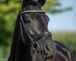 Zuchtstute Leelia Vom Dambachtal (Trakehner, 2010, von Gribaldi)