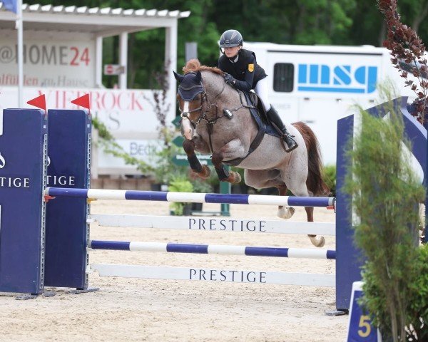 Springpferd Del Gardo (Deutsches Reitpony, 2017, von Del Piero 25)
