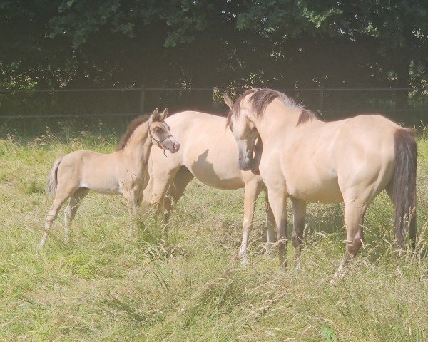 foal by New Noble Dream MM (German Riding Pony, 2025, from Noble Dance NRW)