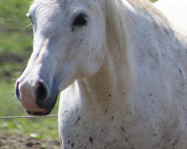 Zuchtstute Koockai ox (Vollblutaraber, 1997, von Kubinec 1987 ox)