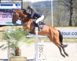 jumper Lancerod (German Warmblood, 2009, from Lancelot Quainton)