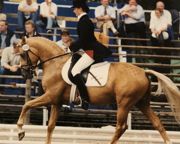 stallion Golden Dasher (German Riding Pony, 1994, from Golden Dancer)