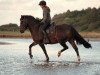 dressage horse Wellness U (German Riding Pony, 2006, from Holsteins Woodstock)