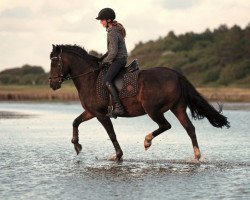 Dressurpferd Wellness U (Deutsches Reitpony, 2006, von Holsteins Woodstock)