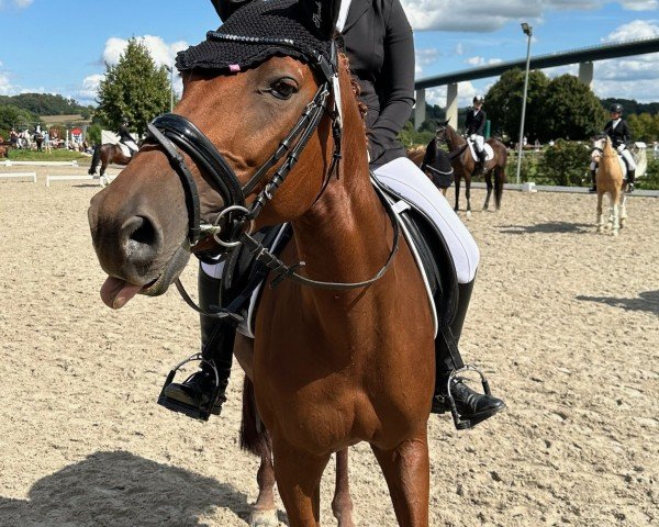 dressage horse Adorable Maiden (Rhinelander, 2013, from Alvarino 2)