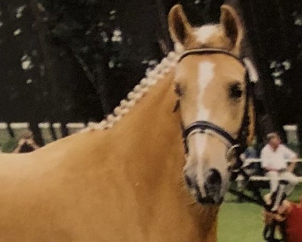 broodmare Birkenhain Goldene Deern (German Riding Pony, 1999, from Golden Dasher)