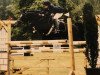 stallion Black Dancer (German Riding Pony, 1992, from Black Boy)