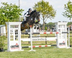 Springpferd Finn (KWPN (Niederländisches Warmblut), 2010, von Numero Uno)