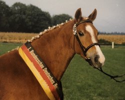 Zuchtstute Golden Felina (Deutsches Reitpony, 1989, von Black Boy)