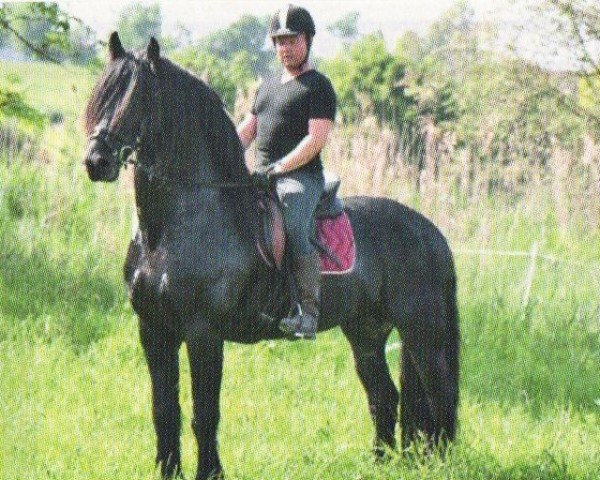 horse Maurits (Friese, 2004, from Onne 376)