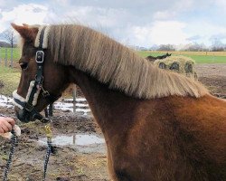 Zuchtstute Wildzang's Seren Saffron (Welsh Pony (Sek.B), 2010, von Llangeitho Tarquin)