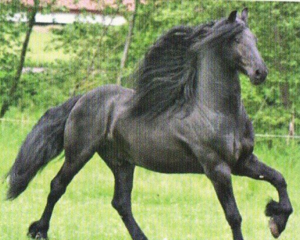 Pferd Riekele (Friese, 2004, von Jakob 302)