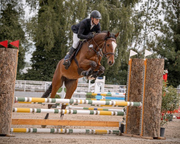 jumper Coby Seven (Oldenburg show jumper, 2019, from Chacfly PS)