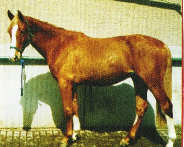horse Diamant (German Sport Horse, 2004, from Dinglinger)