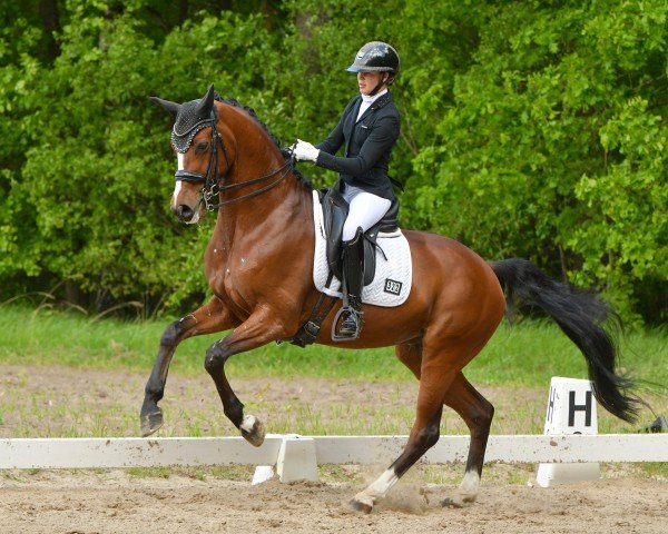 dressage horse Damsey's Favourite MPA (Hanoverian, 2017, from Damsey FRH)