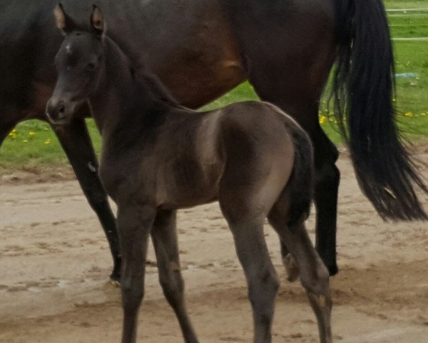 broodmare Stutfohlen von Bretton Woods (Hanoverian, 2017, from Bretton Woods)