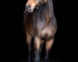 jumper Nuclens van Orti (Belgian Warmblood, 2013, from Nabab de Rêve)