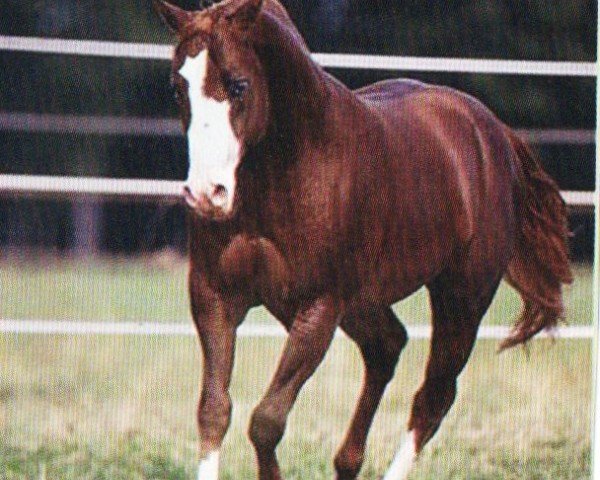 Pferd Lucky (Quarter Horse,  , von Mach Tari)