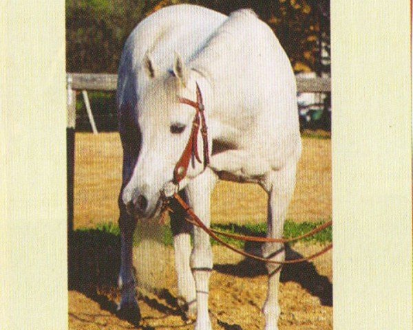 broodmare Serabii ox (Arabian purebred, 1997, from Mekdam El Shaklan ox)