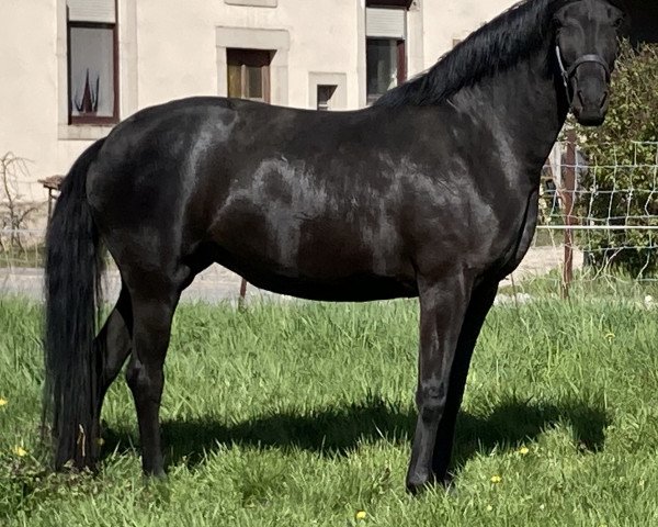 broodmare Finest Girl (Hanoverian, 2017, from Finest)