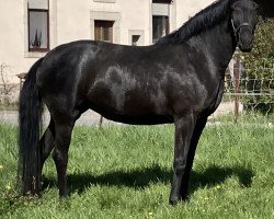 broodmare Finest Girl (Hanoverian, 2017, from Finest)