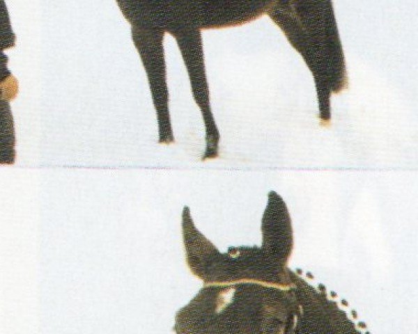 horse Perseus (German Warmblood, 2002, from Planitz)