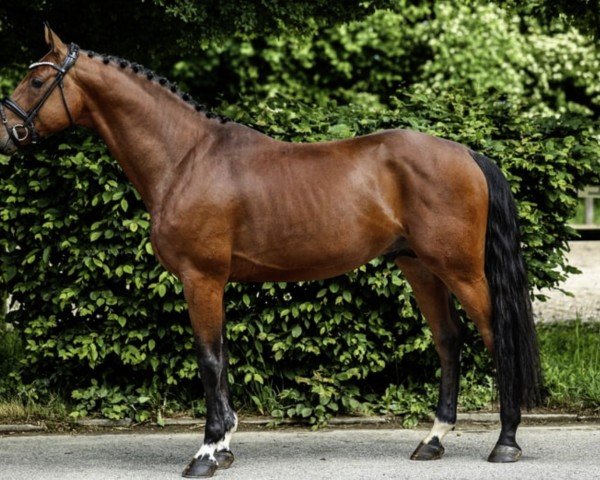Springpferd I'm Special Chacco (Holsteiner, 2021, von I'm Special de Muze)
