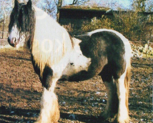 Pferd Storm vom Prinzenmoor (Tinker / Irish Cob / Gypsy Vanner, 2002, von Tobiano vom Prinzenmoor)