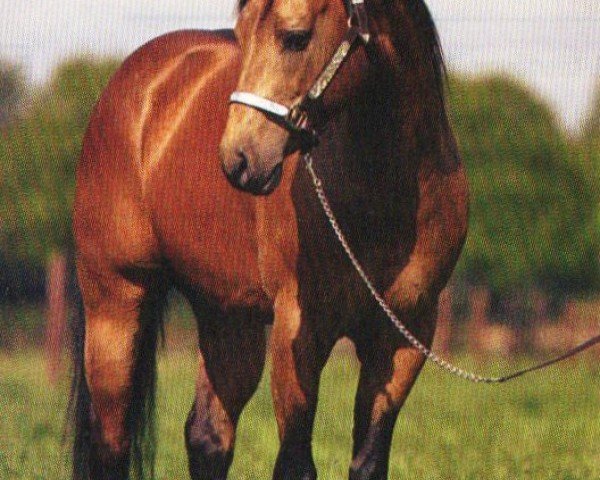 stallion Tivio Tiny Toon (Quarter Horse,  , from Tivio Jessie James)