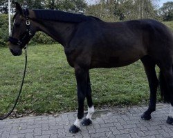 Zuchtstute Janina VA (Holsteiner, 2016, von Kannan)