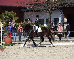 dressage horse Viva la belle (Westphalian, 2012, from Vitalis)