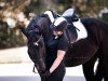 dressage horse Celtic Dream 2 (Hanoverian, 2007, from Count Grannus)