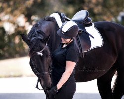 dressage horse Celtic Dream 2 (Hanoverian, 2007, from Count Grannus)