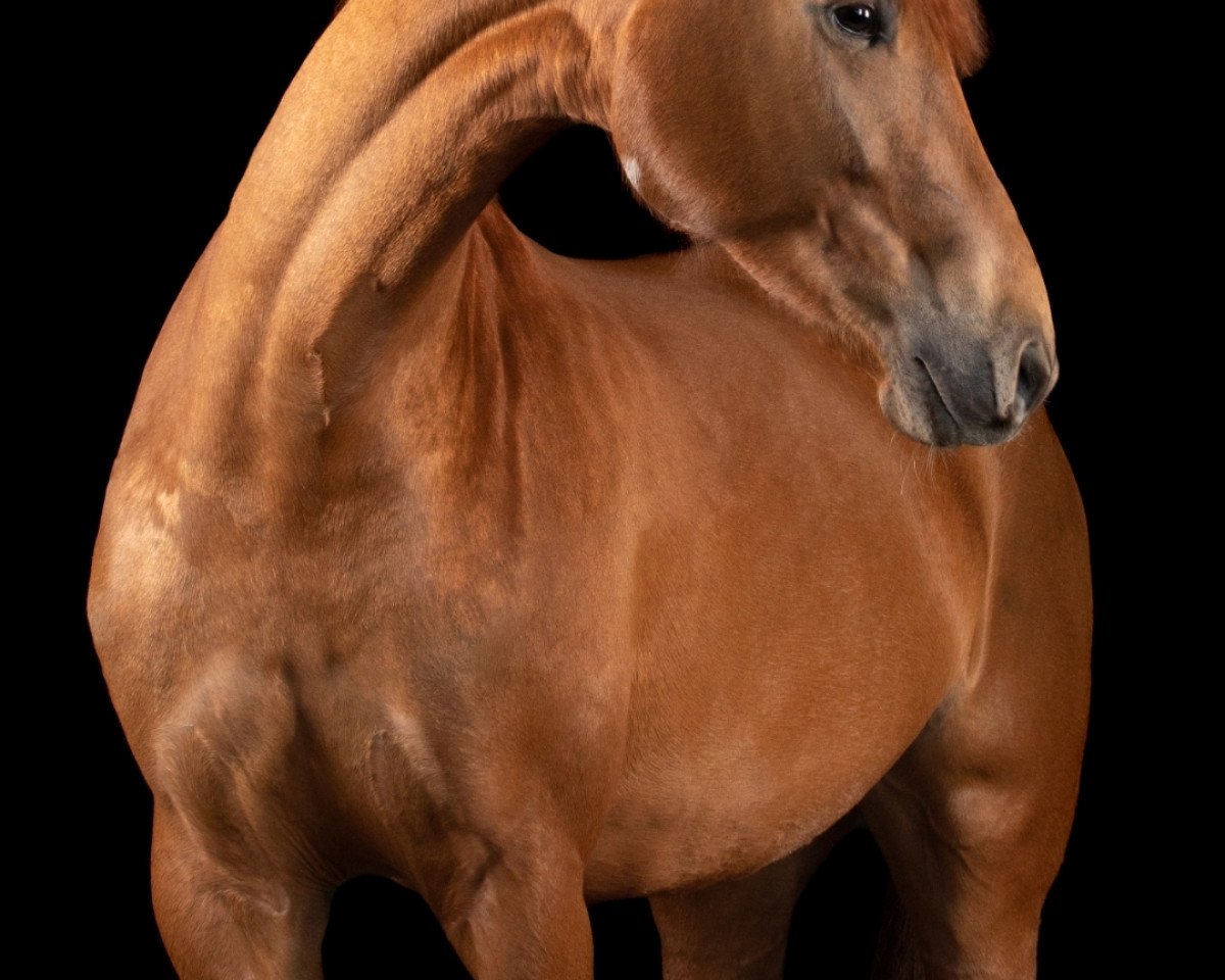 dressage horse Little Sunshine DD (Rhinelander, 2016, from Le Vivaldi)