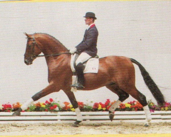 Springpferd Aquamarino (Oldenburger, 1999, von Aquilino)
