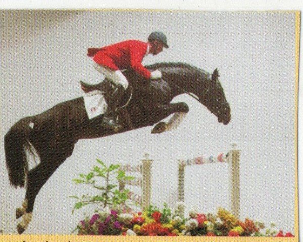 horse Greenback (Oldenburg, 1998, from Germany)
