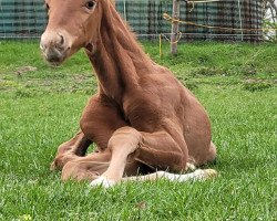 dressage horse Max (Hanoverian, 2021, from Belissimo NRW)