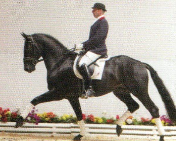 dressage horse Dream Rubin (Oldenburg, 1999, from Day Dream)