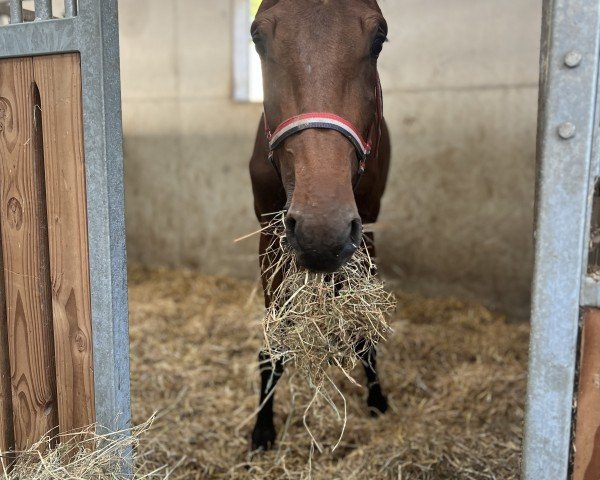jumper Hengst von Dourkhan Hero Z / Tornesch (Holsteiner, 2023, from Dourkhan Hero Z)