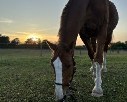 jumper Merlins Montana (Irish Sport Horse, 2013, from Eldiam de Reve)