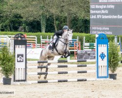 Springpferd Monaghan Ashley (Connemara-Pony, 2010, von Tabragh)