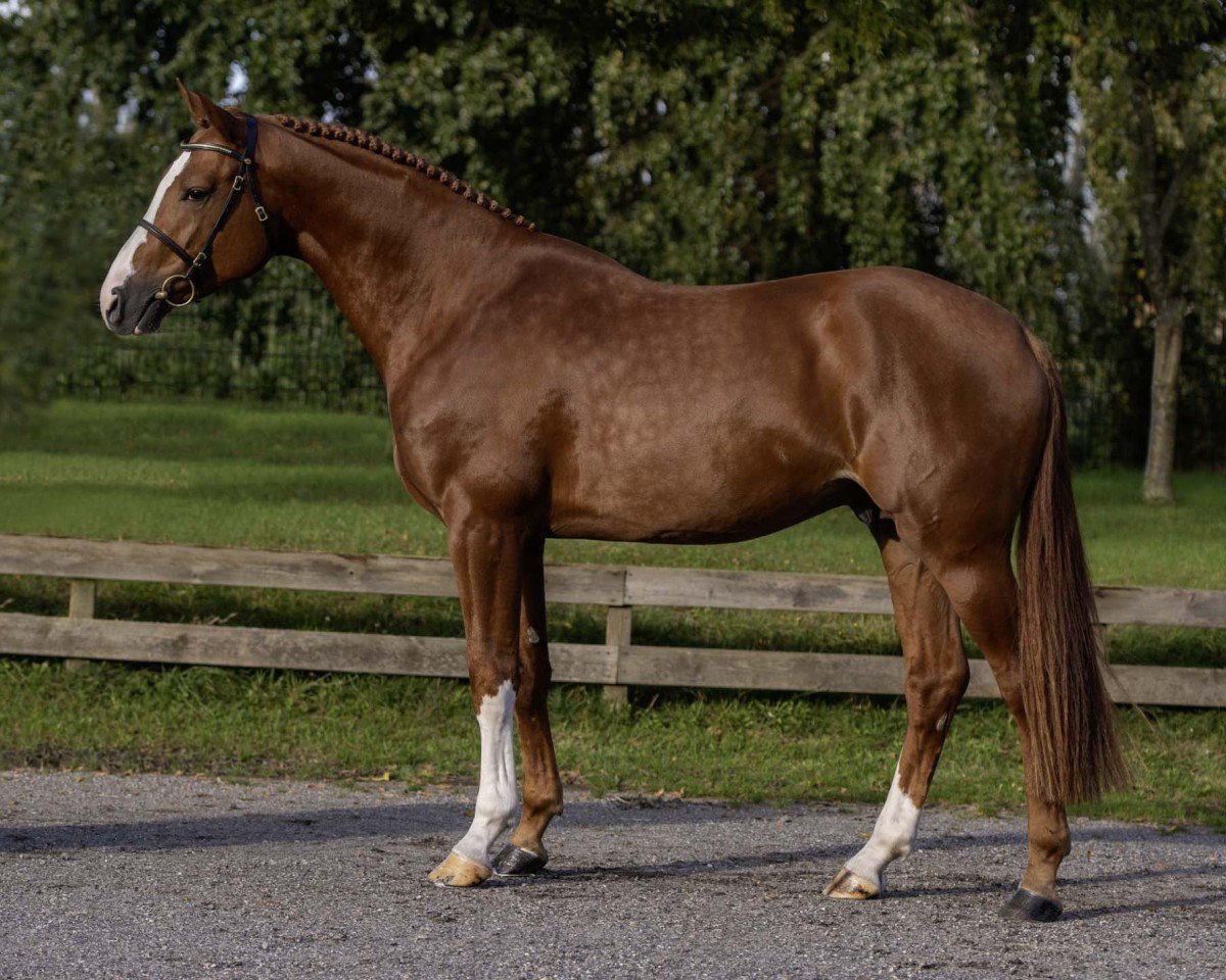 stallion Deichkind (Holsteiner, 2020, from Don van het Parelshof Z)