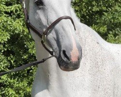broodmare Catch me if you can 16 (Holsteiner, 2007, from Cassini I)