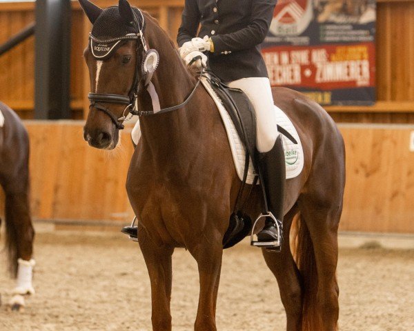 dressage horse Vivina 5 (Hanoverian, 2020, from Vivino)