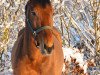 jumper Karenzo DDH (KWPN (Royal Dutch Sporthorse), 2015, from Larenco)