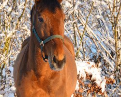 Springpferd Karenzo DDH (KWPN (Niederländisches Warmblut), 2015, von Larenco)